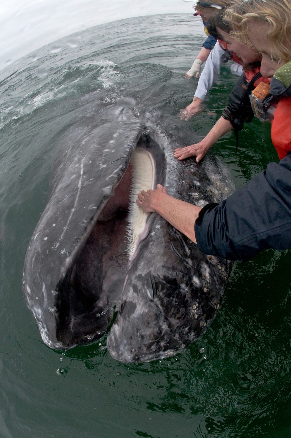 tourists lean from boat to touch the mouth of a friendly grey whale eschrichtius robustus san ignacio lagoon, baja california, mexico, april 2009