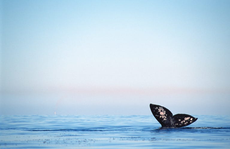 grey whale tail fluke at surface eschrichtius robustus magdalena bay, baja california, mexico