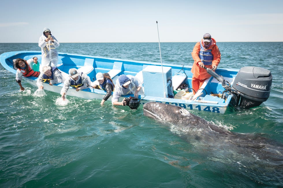 An Appreciation of Gray Whales