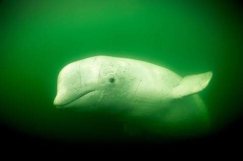Witte dolfijnen kunnen met hun kop draaien omdat ze niet worden gehinderd door vergroeide nekbotten zoals andere walvisachtigen Ze hebben ook een expressieve gelaatsuitdrukking en door hun witte huid zijn littekens beter te zien
