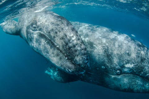 Nog een opname van een grijze walvis voor de kust van Baja California in Mexico