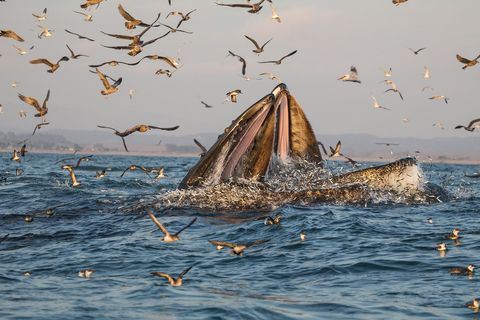 In de Monterey Bay in Californi volgen walvissen scholen ansjovis en slokken in n keer enorme hoeveelheden van de visjes op