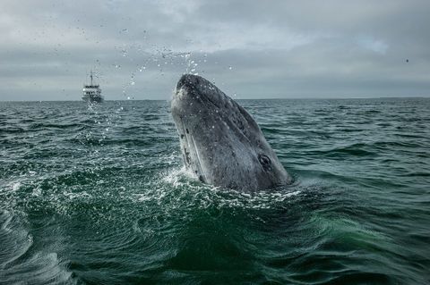 In de lagune van San Ignacio voor de kust van Baja California in Mexico neemt een grijze walvis een kijkje boven het wateroppervlak