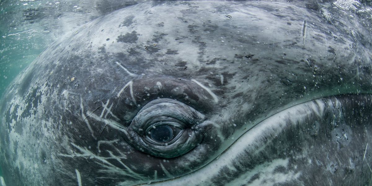 Grijze walvissen kunnen op hun trek van de warme wateren voor de kust van Baja California naar hun voedergronden in de Beringzee wel 16000 kilometer per jaar afleggen