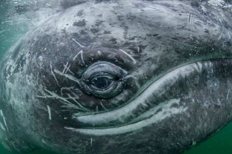 Grijze walvissen kunnen op hun trek van de warme wateren voor de kust van Baja California naar hun voedergronden in de Beringzee wel 16000 kilometer per jaar afleggen