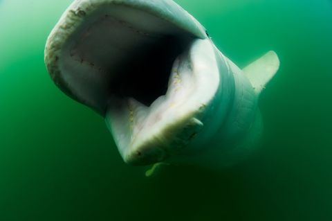 Lange tijd werd gedacht dat witte dolfijnen beloegas niet tot grote diepten duiken maar nadat de dieren met behulp van gpszendertjes jarenlang waren gevolgd bleek dat ze op zoek naar voedsel tot ruim negenhonderd meter diepte kunnen duiken