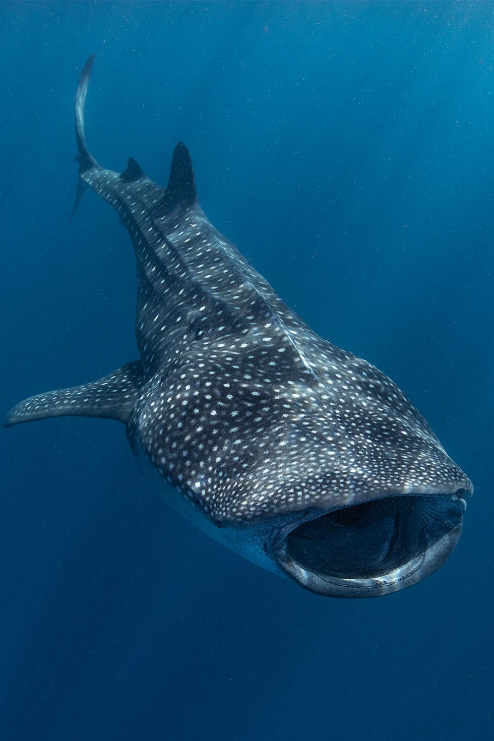 whale shark opening its mouth wide in the blue expanse of the sea