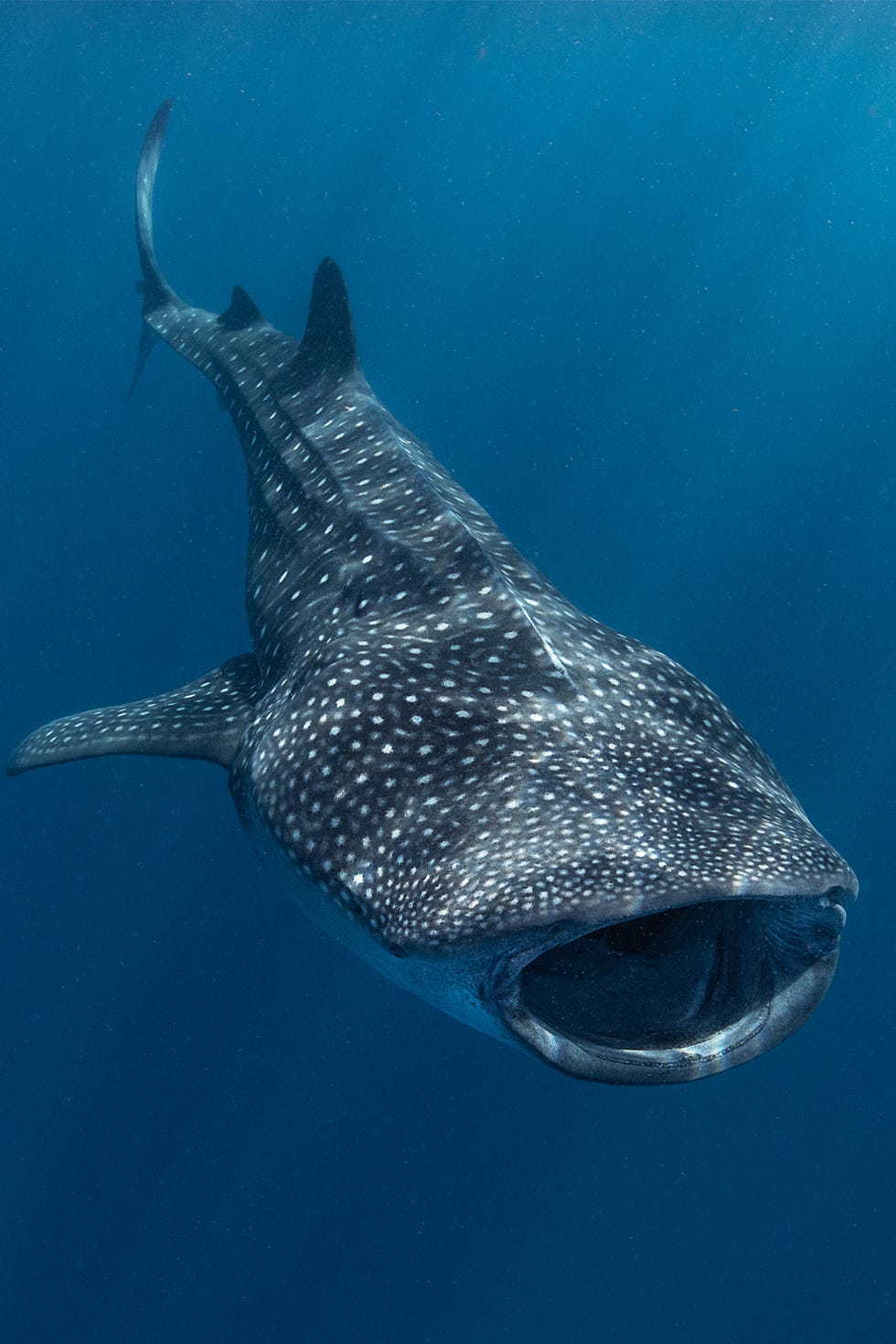 whale shark opening its mouth wide in the blue expanse of the sea