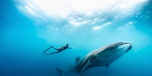 Petit St. Vincent Free Diving Holiday Review