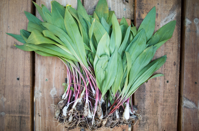 bunch of ramps with dirt on them