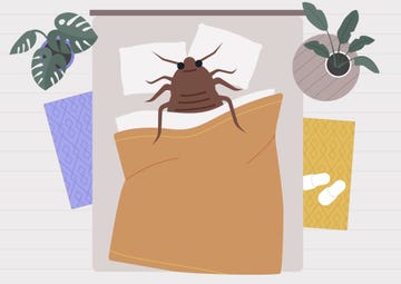 what are signs of bed bugs