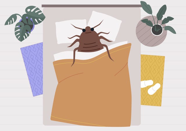 what are signs of bed bugs