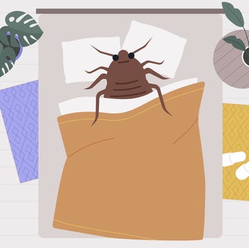 What are signs of bed bugs what are signs of bed bugs