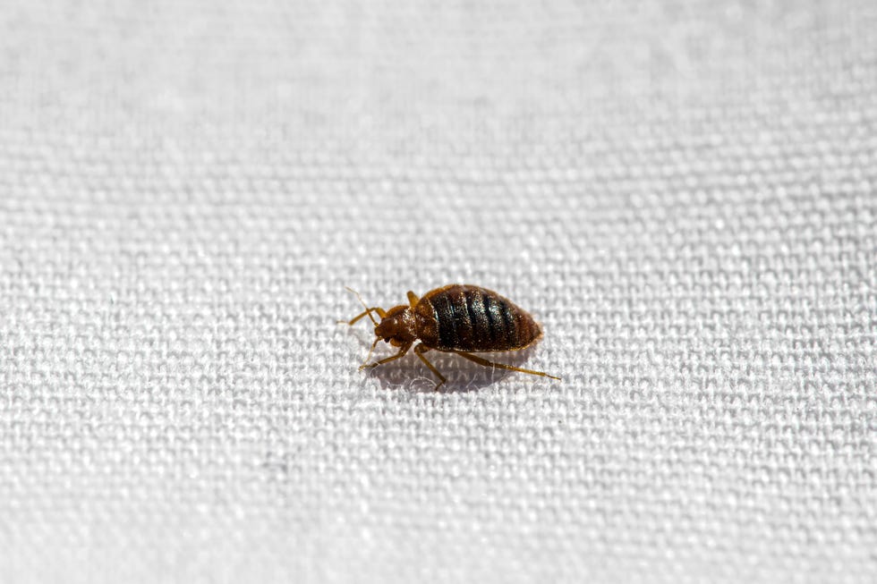 what are signs of bed bugs