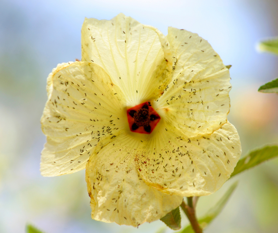 yellow hibiscus flower with a red center featuring small black insects