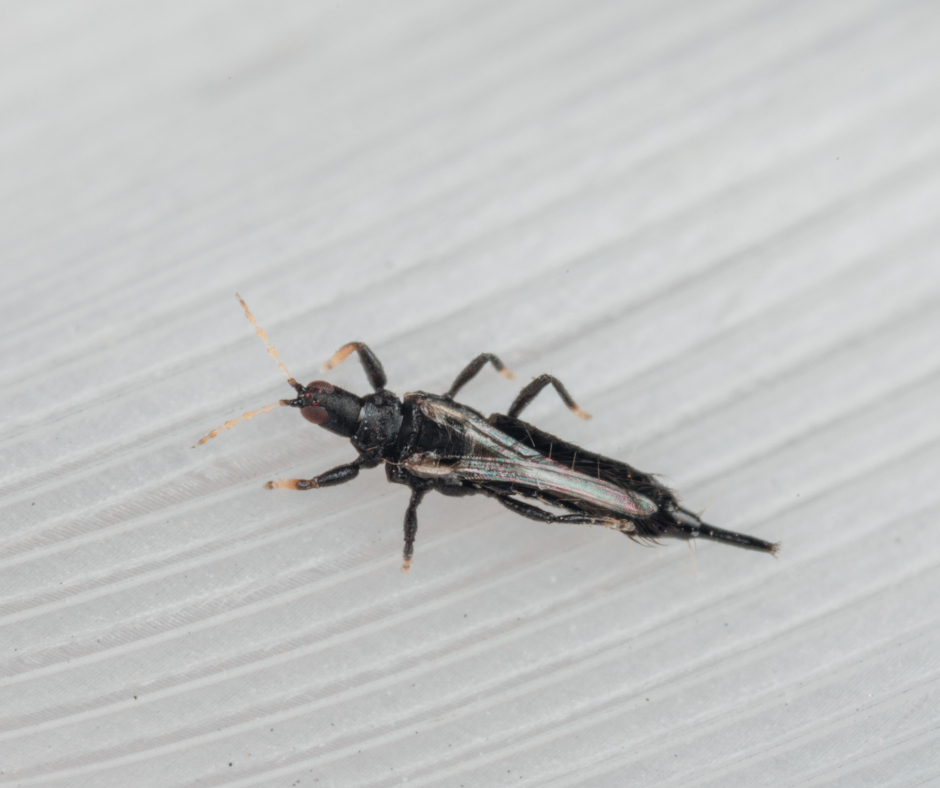 whatarethunderbugsandhowtogetridofthem