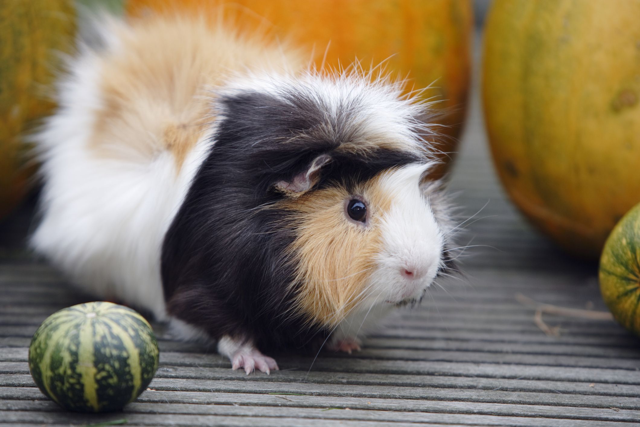 Can guinea pigs outlet have pumpkin