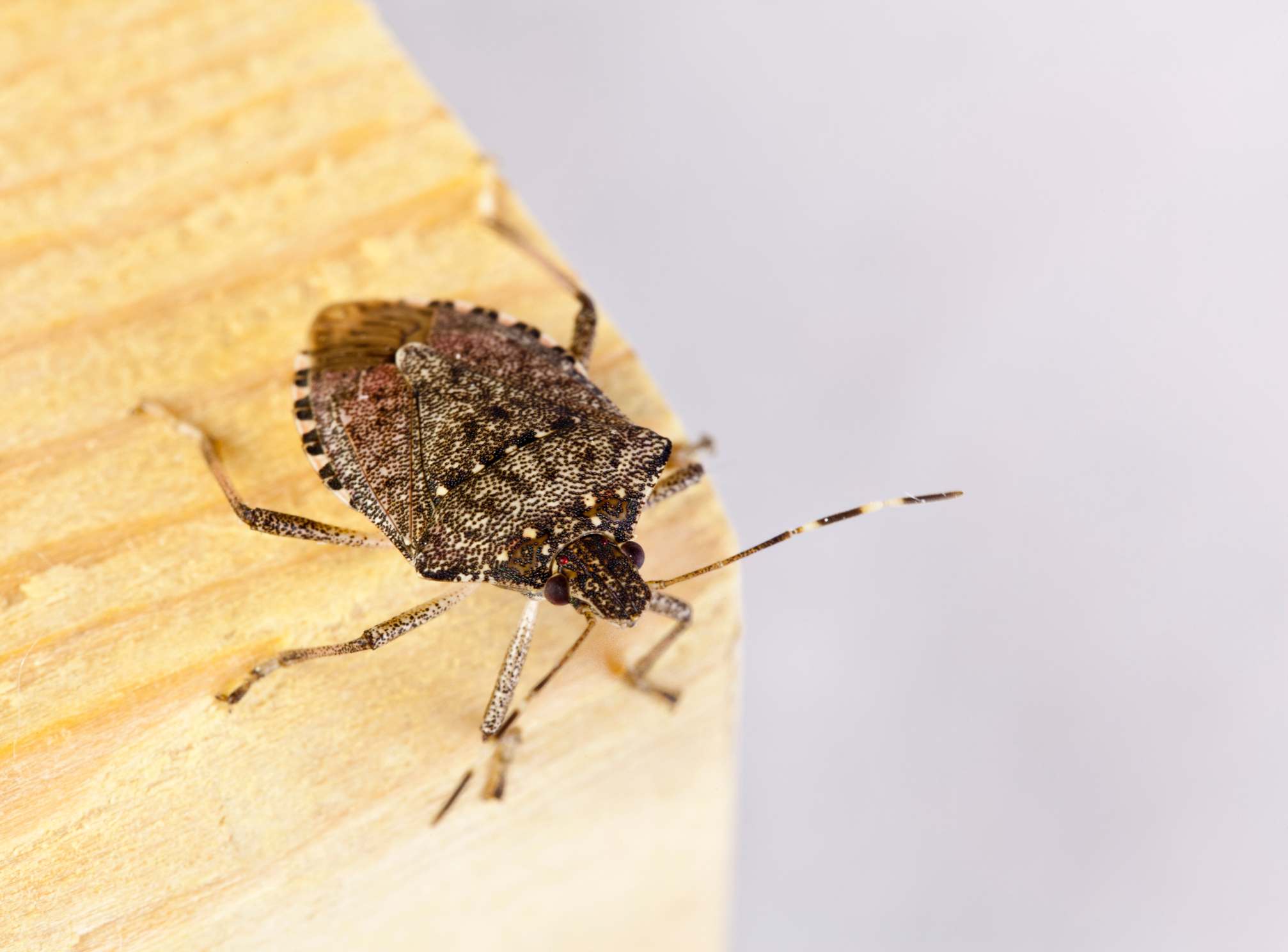 Do you know why stink bugs stink? What do they smell like?