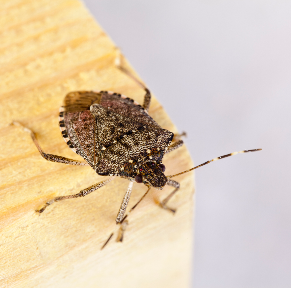 What Do Stink Bugs Smell Like and Why Do They Emit Odor?