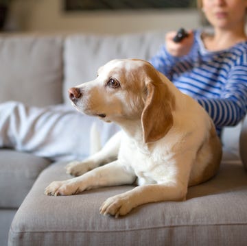 the tv shows your dog likes to watch