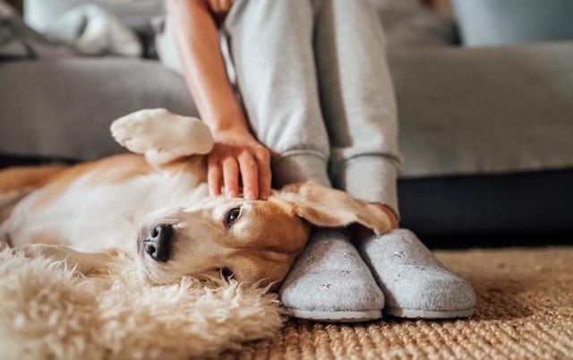 what every pet owner needs for a cleaner home