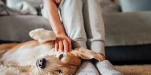 what every pet owner needs for a cleaner home