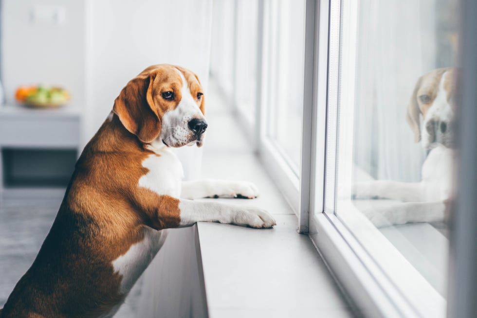 what every pet owner needs for a cleaner home