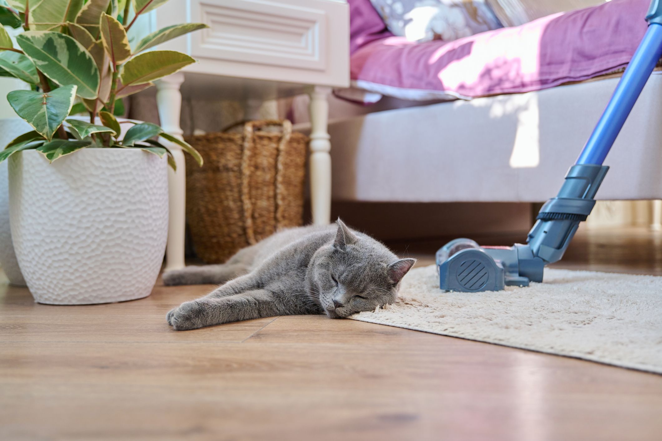 Cleaning tips for pet owners