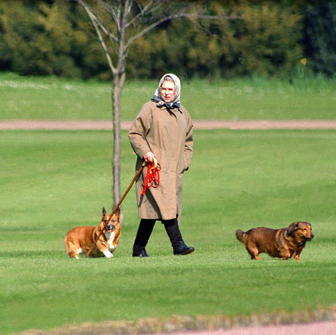 Here's What Happens to the Queen's Beloved Dogs Now