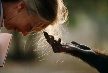 Jou Jou een volwassen mannetjeschimpansee reikt National Geographiconderzoeker Jane Goodall ter begroeting de hand Goodall werd wereldberoemd vanwege haar baanbrekende onderzoek naar het gedrag van chimpansees