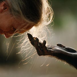 https://news.nationalgeographic.com/content/dam/news/2018/06/11/what-is-an-explorer/what-is-explorer-jane-goodall.jpg Jou Jou een volwassen mannetjeschimpansee reikt National Geographiconderzoeker Jane Goodall ter begroeting de hand Goodall werd wereldberoemd vanwege haar baanbrekende onderzoek naar het gedrag van chimpansees
