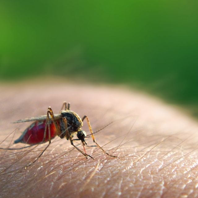 what is malaria symptoms treatment prevention