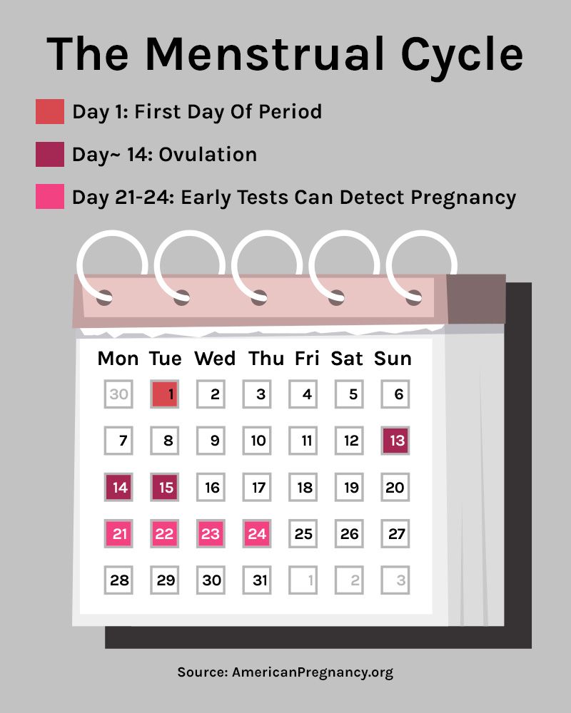 Your ovulation, explained: Signs, Timeline, and Fertility