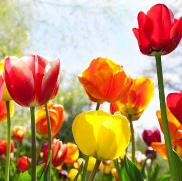 red and yellow tulips