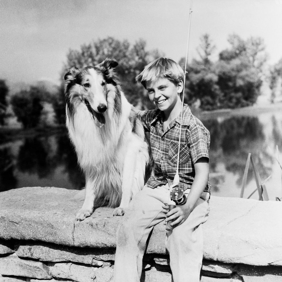 lassie and jeff (tommy rettig)