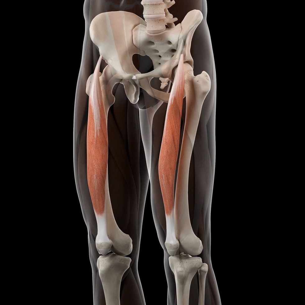 膝伸展に関与している筋肉とは？