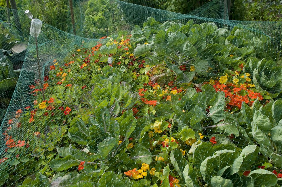 what to do in the garden in november cabbages under netting