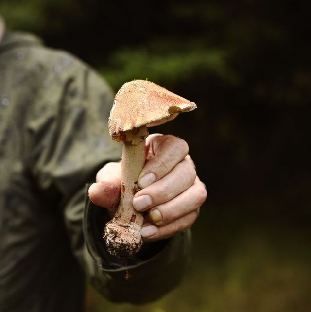 what to forage in autumn in the uk