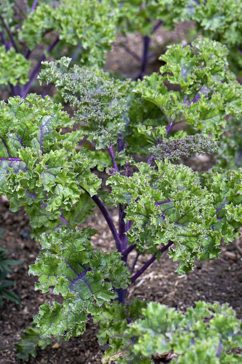 what to plant in august kale
