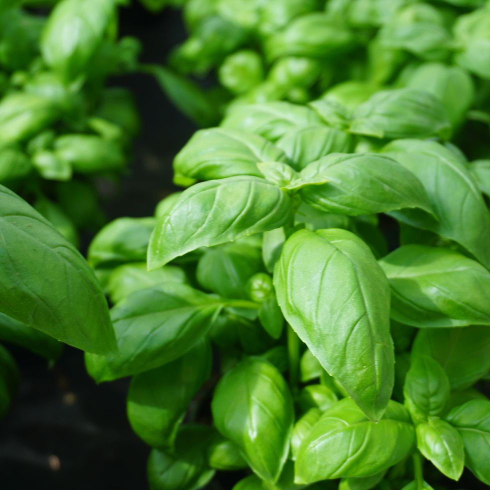 what to plant in august basil