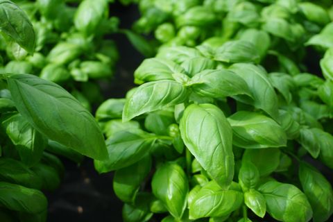 what to plant in august basil