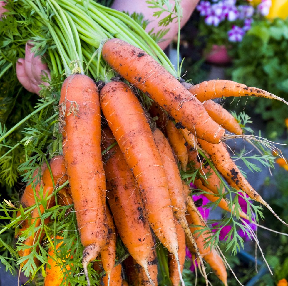 what to plant in august carrots