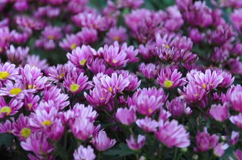 what to plant in august chrysanthemum
