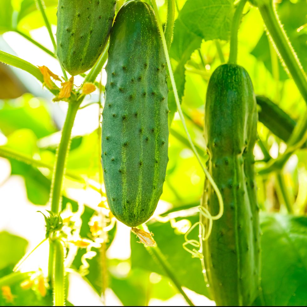 what to plant in august cucumbers