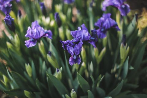 what to plant in august irises