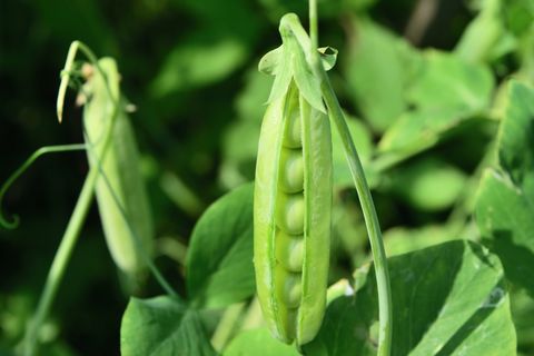 what to plant in august peas
