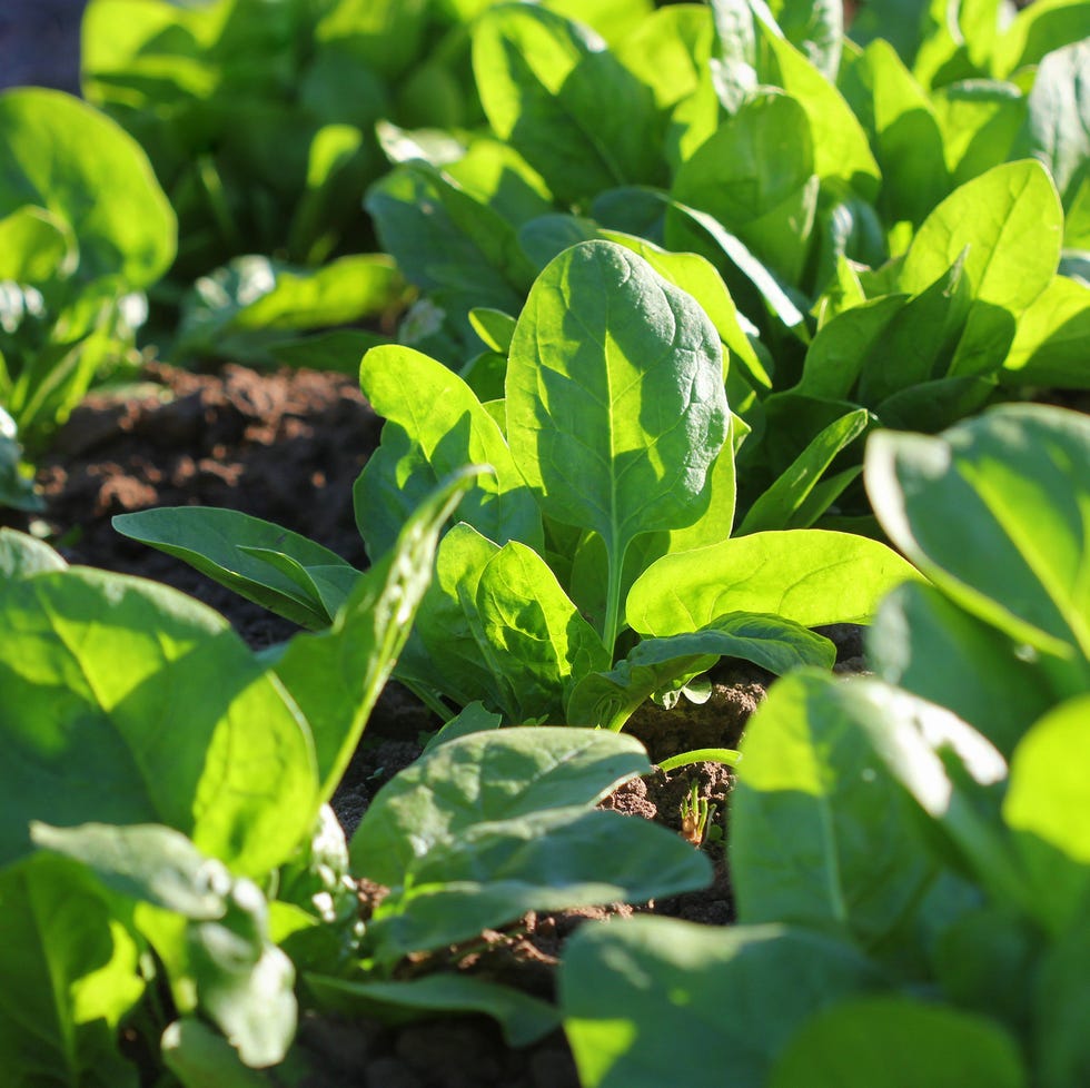 what to plant in august spinach