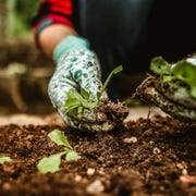 what to plant in november what to plant in november
