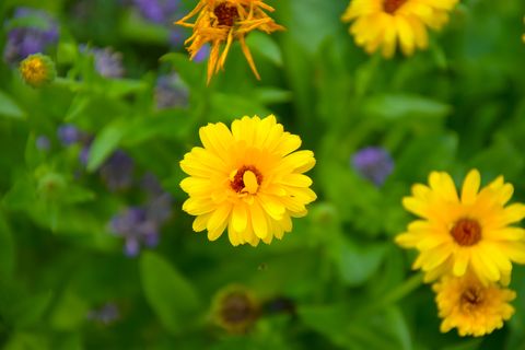 a closeup of yellow calendula flowers