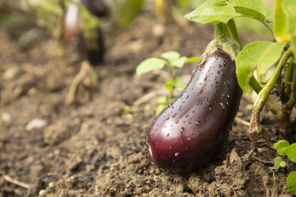 a closeup of an eggplant being grown in a garden